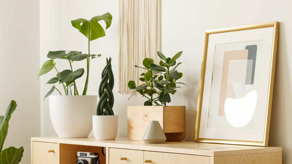 Decoração com plantas: como trazer mais verde para casa?